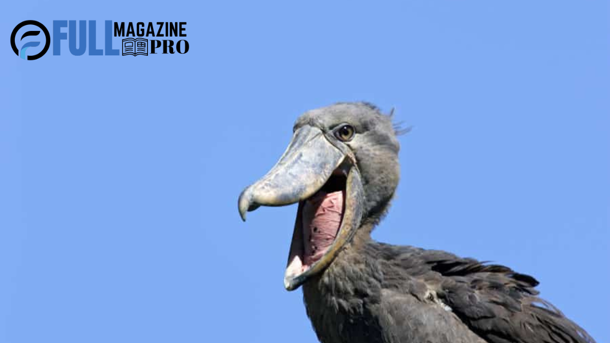 shoebill stork sound